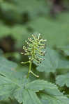 White baneberry <BR>Doll's eyes